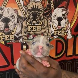 Exotic Bulldog Jackpot Pups Available in Daytona Beach, fl