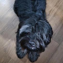 Shih Tzu Male for Adoption in Philadelphia, pa