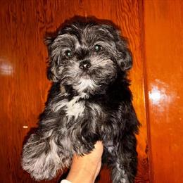 Yorkshire Terrier Poo Male Looking for a Forever Home in Albany, ny
