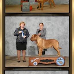 Champion Male Dog, 2 Years Old, AKC Registered in Lebanon, pa