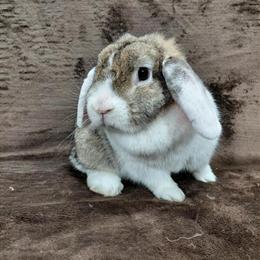 Mini Lop Doe for Adoption in Kendallville, in