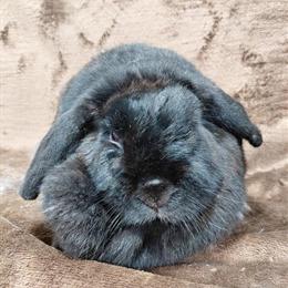 Mini Lop Doe for Adoption in Kendallville, in