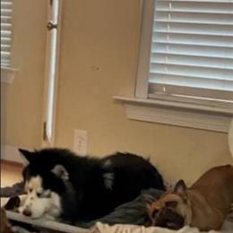 Rehome Siberian Huskies Bear and Zeus Together in Chesapeake, va