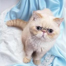 Exotic Shorthair Male Flame Point for Pet Home in Franklin, nc