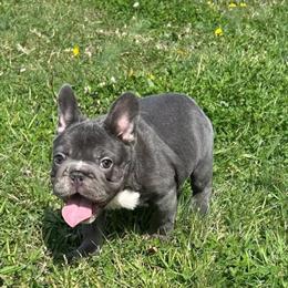 French Bulldog Puppies - 7 Weeks Old in Los Angeles, ca