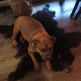 Bully Dog Free to Good Home in Smithville, wv