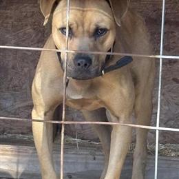 American Pit Bull Terrier Male Available in Jacksonville, fl