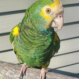Male Yellow Shoulder Amazon for Sale - 5 Years Old in Norwalk, ct