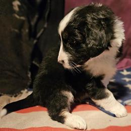 Border Collie Puppies for Sale in Sikeston, mo