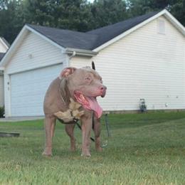 American Bully Tank - 5 Years Old, Needs Loving Home in Jonesboro, ga