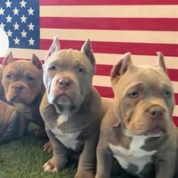 Pocket American Bully Puppies Available for Loving Homes in Houston, tx