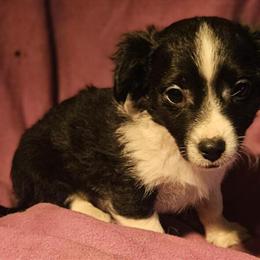 Chihuahuas Available - T-Cup Sizes and Fully Vaccinated in Sikeston, mo