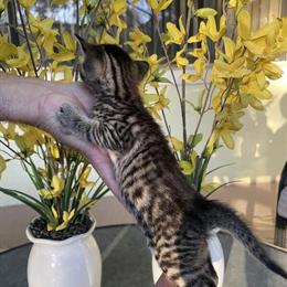 Savannah kittens available - 2 males and 2 females in Kissimmee, fl