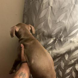 Female Pit Bull Puppies Available in Redford, mi