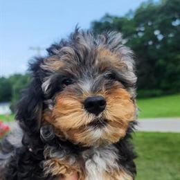 Yorkiepoo Puppies Ready for Forever Homes in Urbana, oh