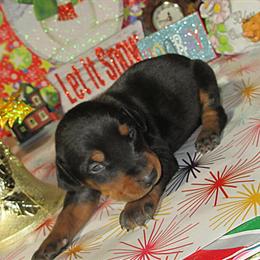 Beast of Burdens Puppies - Accepting Deposits Now! in London, ky