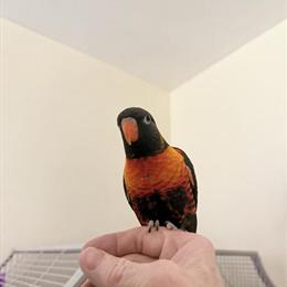 Swainson Lorikeet Available in Youngstown, oh