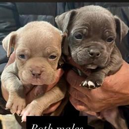 Bully puppies ready for new homes in Redford, mi