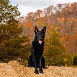 German Shepherd Protection Prospect and Sport Dog in Kingsport, tn