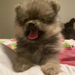 Pomeranian Puppy - 3 Males and 1 Female Available in Sacramento, ca