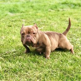 Female Nano Dog Available in Brooklyn, ny