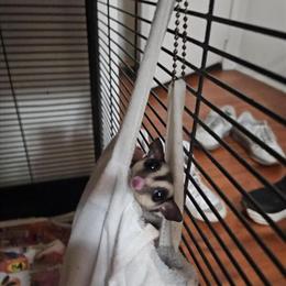Sugar Gliders for Adoption in Los Angeles, ca