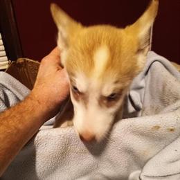 Siberian Huskies - 4 AKC Puppies Available in Big Stone Gap, va