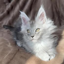 Silver Maine Coon Kitten Available in Roselle, il