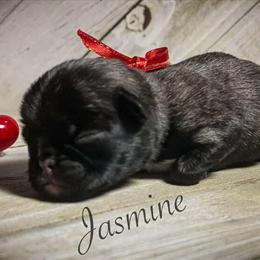 Mini Pug Litter Available Now in Danville, ky