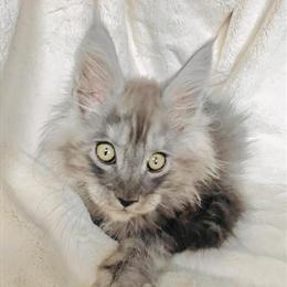 Maine Coon Kitten - High Black Smoke Male Available in Roselle, il