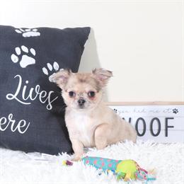Charming Female Long-Haired Chihuahua Looking for a Home in Mount Vernon, oh