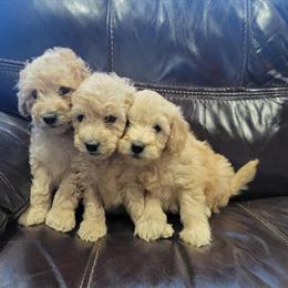Mini Goldendoodle Puppies Ready for Forever Homes in Lapeer, mi