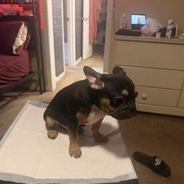 Male French Bulldog for Sale in Rocky Mount, nc