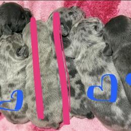 French Bulldog Puppies - 1 Female and 3 Males Available in Portsmouth, oh