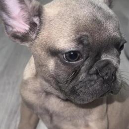 Lilac Blue Fawn French Bulldog - Partially Potty Trained in Portsmouth, oh