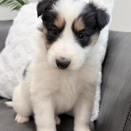 Rough Collie Puppies - AKC - Genetically Clear for MDR1 and CEA in Pennington Gap, va