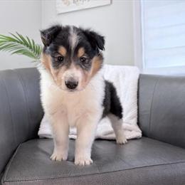 Male Rough Collie Puppies - AKC Available for Deposit in Pennington Gap, va