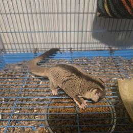 Whiteface Sugar Gliders for Sale in Valley Stream, ny