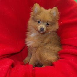 Female Pomeranian Puppy Priscilla Available for Adoption in Paterson, nj