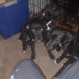 3 Female Puppies Looking for New Homes in Hampton, va