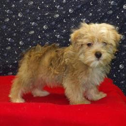Morkie Puppy Fernando - Male, Sweet and Playful in Paterson, nj