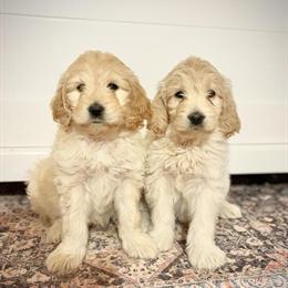 Golden Doodles for Adoption in Winston-Salem, nc