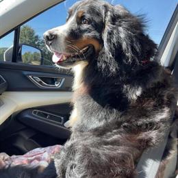 Golden Mountain Dog - AKC Bernese and Golden Retriever Mix in Nashville, tn