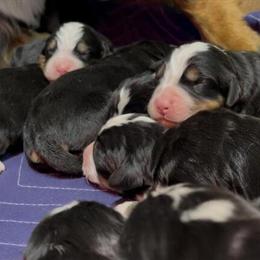 Bernese Mountain Dog Puppies Ready for New Homes March 20th in Nashville, tn