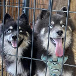 Pomsky Puppies Ready for New Homes on March 23rd in Nashville, tn