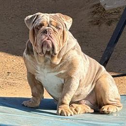 11 Month Male Merle Olde English Bulldogge Available in Riverside, ca