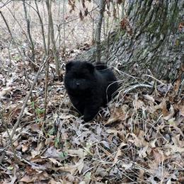 Chow Chow Puppy! Full AKC Registration Available in Trenton, ga
