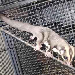 6 Month Old Male Puppies Available in Wauseon, oh