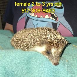 Adult hedgehogs for sale, proven breeders in Wauseon, oh
