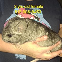 Chinchillas for adoption, 2 females and 1 male, price reduced in Wauseon, oh